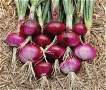 cipolla rossa